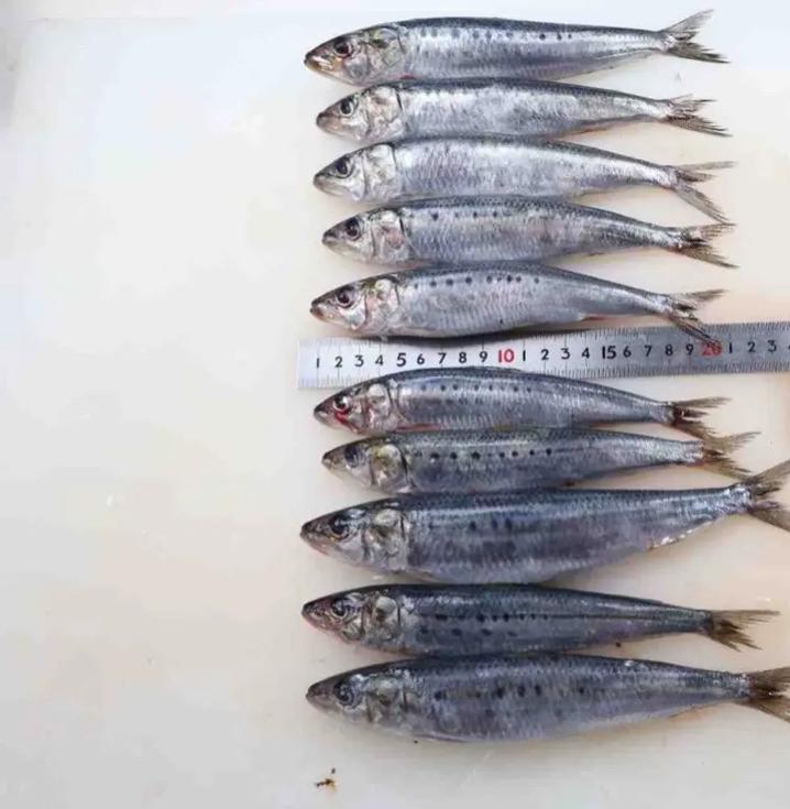 超市冰冻沙丁鱼安全吗