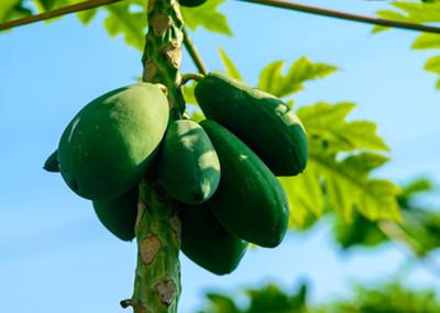 青木瓜泡茶治疗痛风