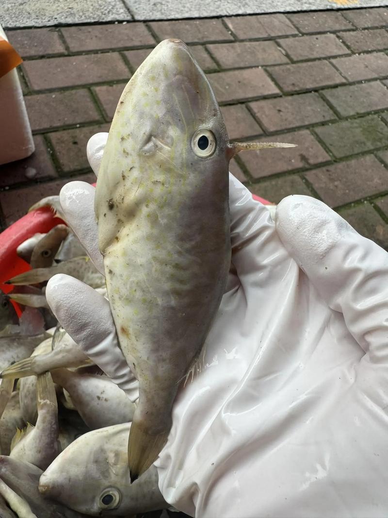 痛风可以吃剥皮鱼吗