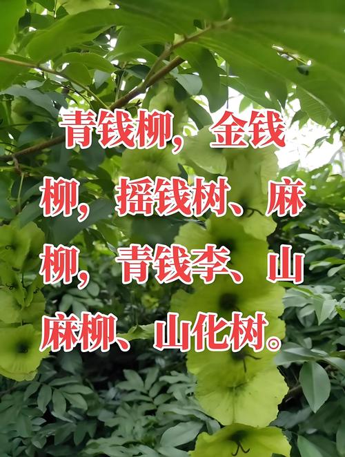 柳树皮泡酒能治痛风