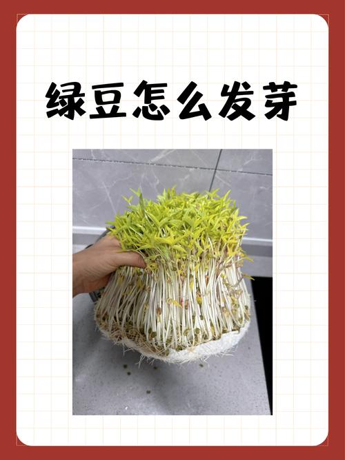 市场上的绿豆芽安全吗