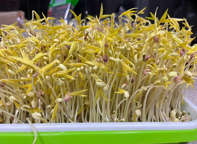 市场上的绿豆芽安全吗