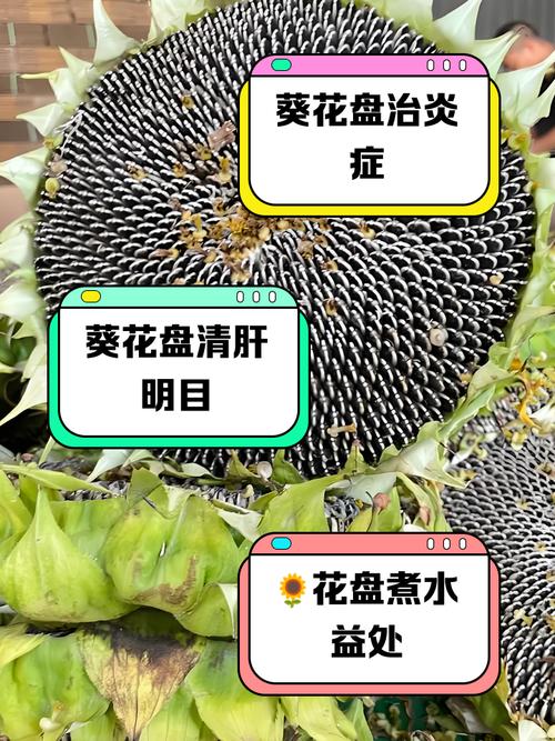 向日葵煮水治疗痛风
