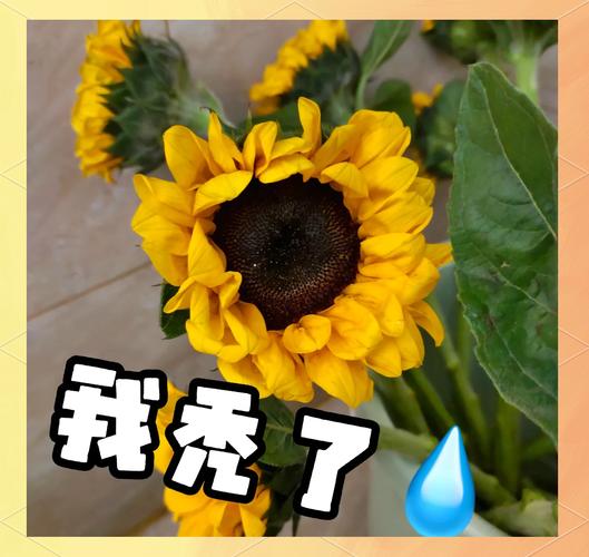 向日葵煮水治疗痛风