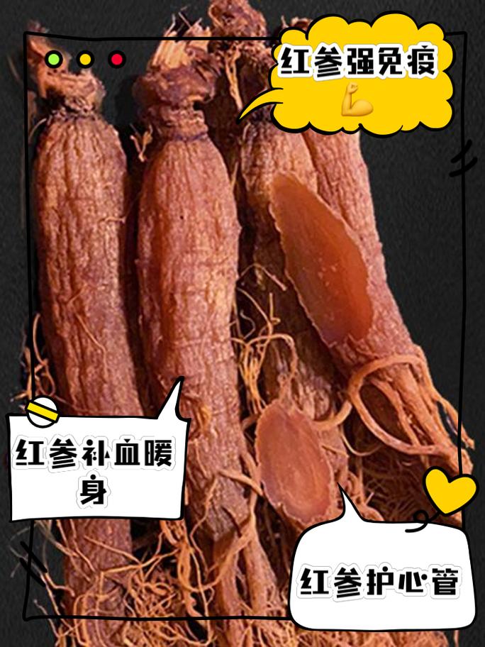 痛风能吃北极红参吗