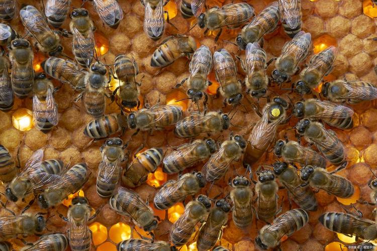 怎样放中蜂双王最安全