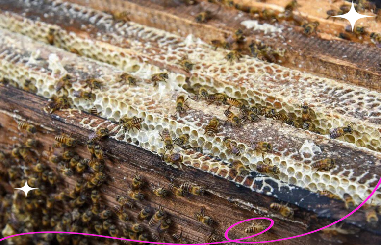 怎样放中蜂双王最安全