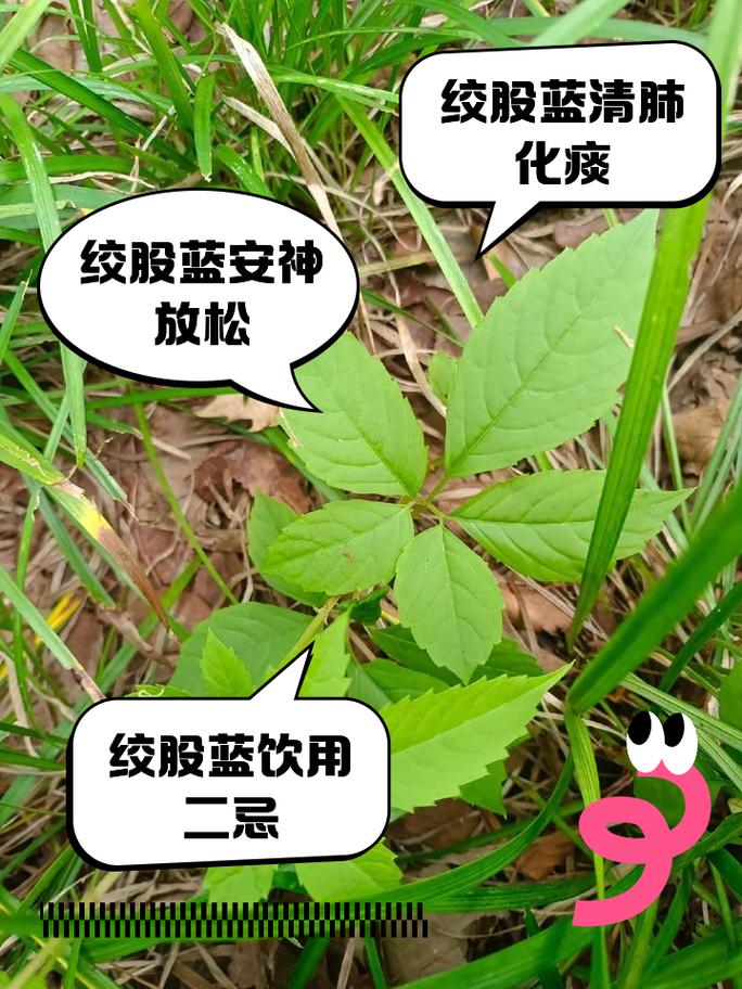 喝绞股蓝能治痛风吗