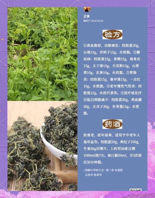 喝绞股蓝能治痛风吗