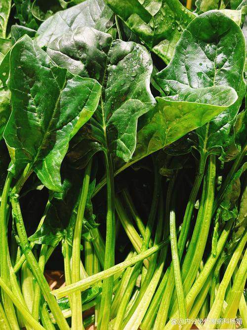 痛风病人吃什么青菜