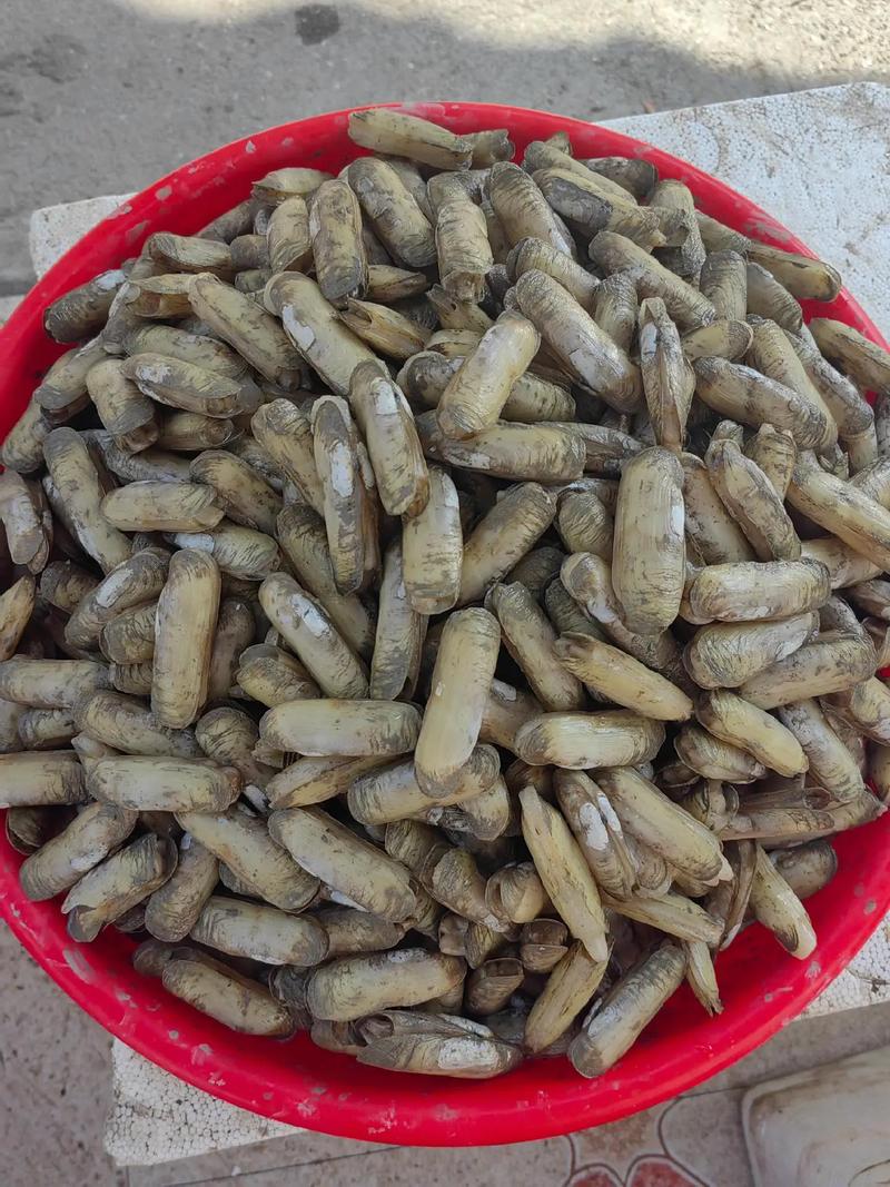 蛏子痛风人可以吃吗