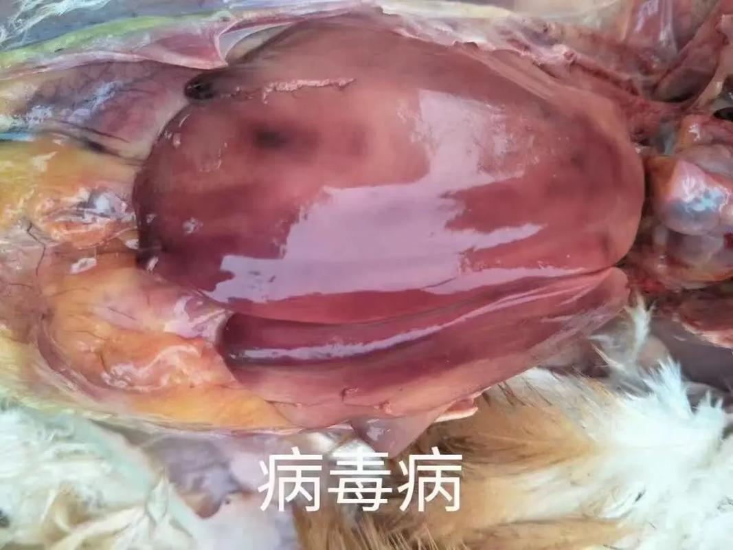 鸡肝和鸭肝哪个更安全