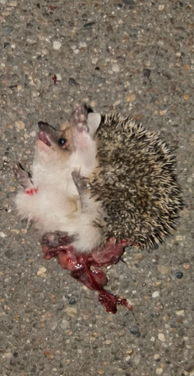 野生刺猬怎样吃才安全