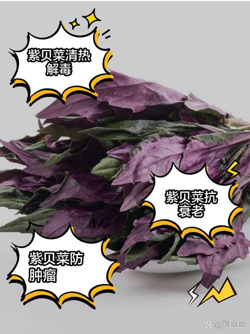 痛风可以吃紫包菜吗