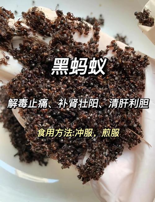 黑蚂蚁泡酒治痛风吗