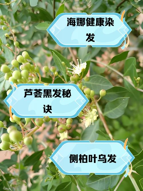 哈尼罕植物染发安全吗